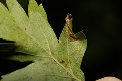 Phyllonorycter oxyacanthae