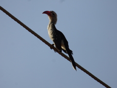 Tockus erythrorhynchus