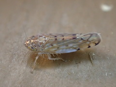 Osbornellus consors