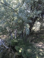 Elaeagnus angustifolia