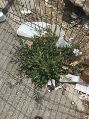 Oenothera lindheimeri