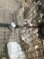 Oenothera lindheimeri