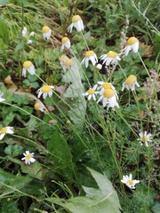 Tripleurospermum inodorum