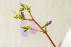 Pleroma