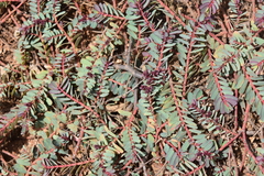 Euphorbia anthonyi