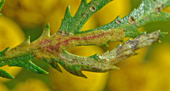 Tanacetum vulgare