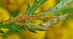 Tanacetum vulgare