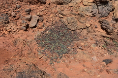 Euphorbia anthonyi
