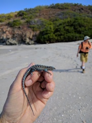Urosaurus auriculatus