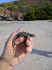 Urosaurus auriculatus