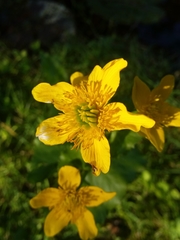 Caltha palustris