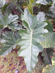 Thaumatophyllum undulatum