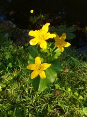 Caltha palustris