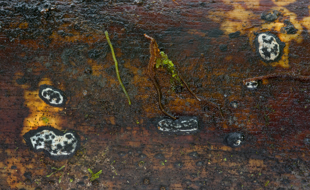 Kretzschmariella