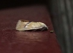 Ponometia venustula