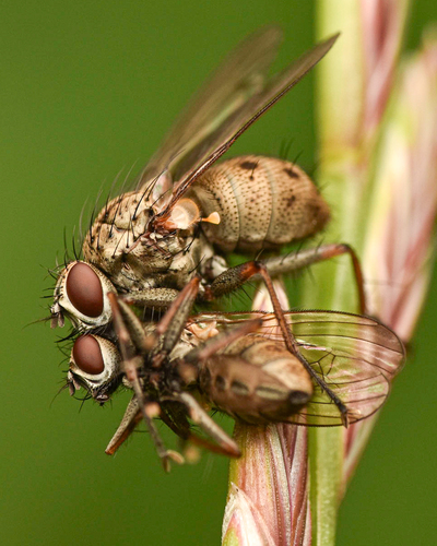Common Tiger Fly