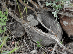 Macrovipera lebetinus
