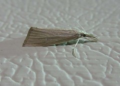 Eoreuma densellus