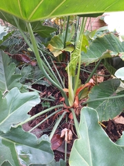 Thaumatophyllum undulatum