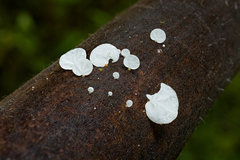 Gloiocephala