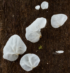Gloiocephala
