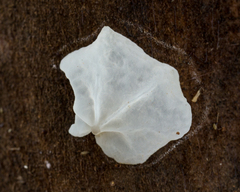 Gloiocephala