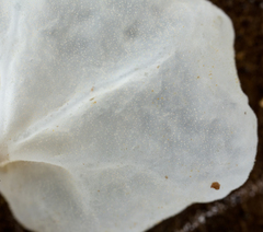 Gloiocephala