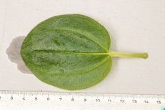 Pleroma