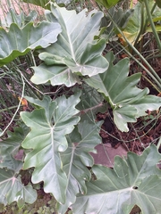 Thaumatophyllum undulatum