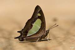 Polyura agraria