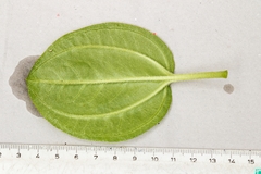 Pleroma