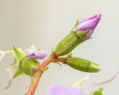 Pleroma