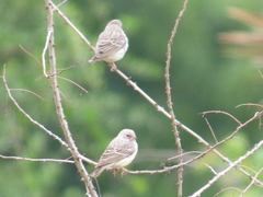 Crithagra leucopygia