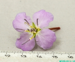Pleroma