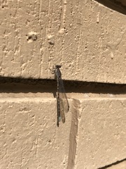 Argia immunda
