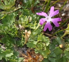 Primula minima