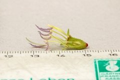 Pleroma