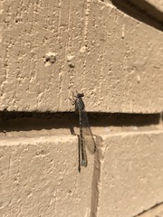Argia immunda