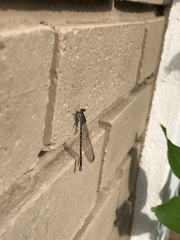 Argia immunda