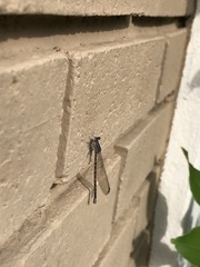 Argia immunda
