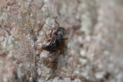 Myrmarachne inermichelis