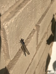 Argia immunda