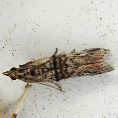 Nephopterix angustella
