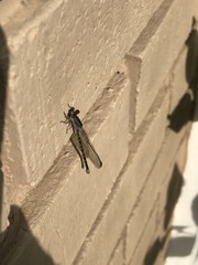 Argia immunda