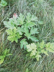 Heracleum sosnowskyi