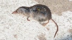 Sorex hoyi