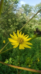 Silphium terebinthinaceum