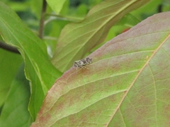 Melanoliarus placitus