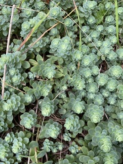 Hylotelephium anacampseros