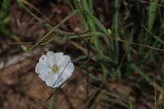 Stylisma pickeringii